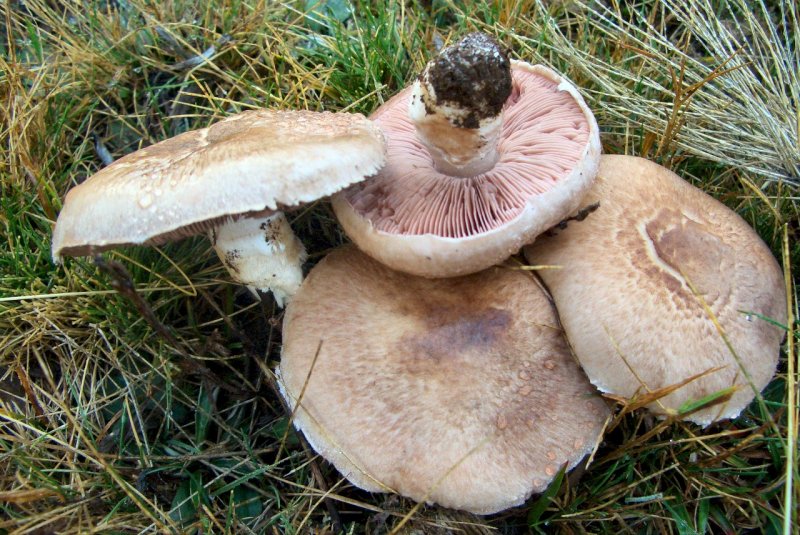 Agaricus sp